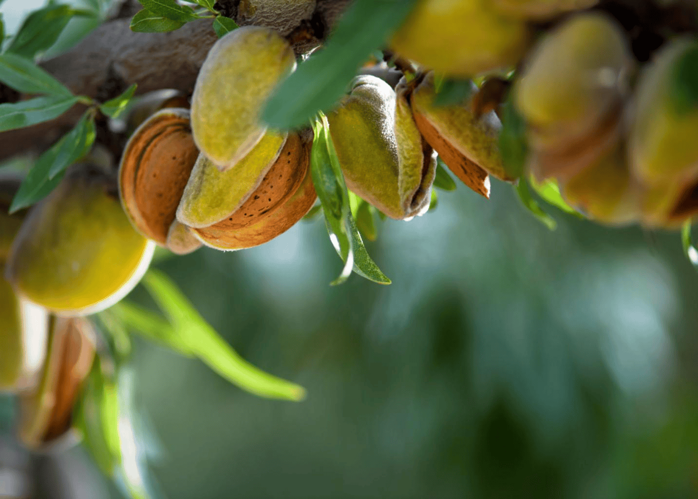 Premium Dry Fruits